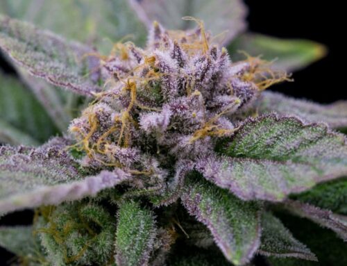 Terpenes: why cannabis aroma compounds matter for safety