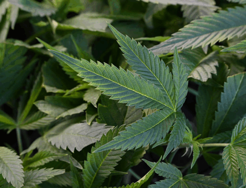 Trump again says he is considering reclassifying marijuana as less dangerous drug