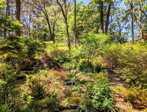 Arkansas’s best environment stories of 2025