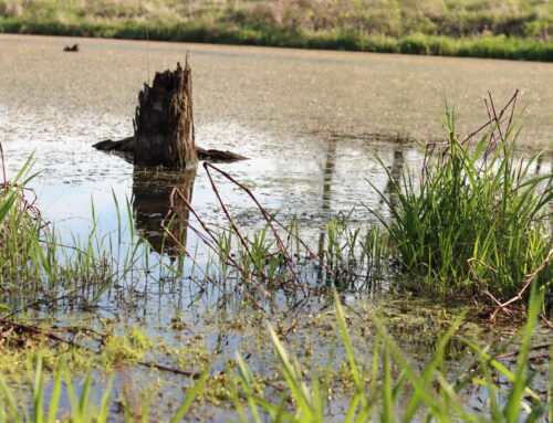 US House advances bill around water permits; environmental groups say it guts water protec