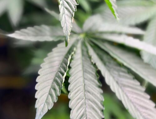 Alabama commission approves licenses for medical marijuana dispensaries as program eyes 20