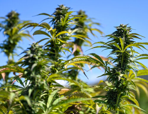 After Cannabis Shake-Up in New York, Hochul’s Leadership Is Questioned