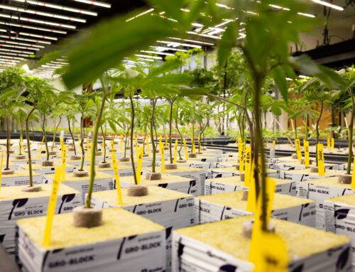 UW researchers tackle cannabis workplace health hazards 