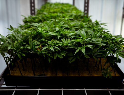 As Missouri cannabis profits climb, questions about hemp and microbusinesses persist