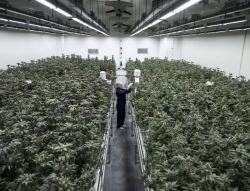 Thailand Plans New Cannabis Rules to Rein in Dispensary Boom