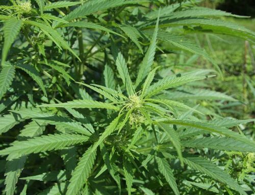 Louisville legislator files bill to expand access to the medical cannabis program