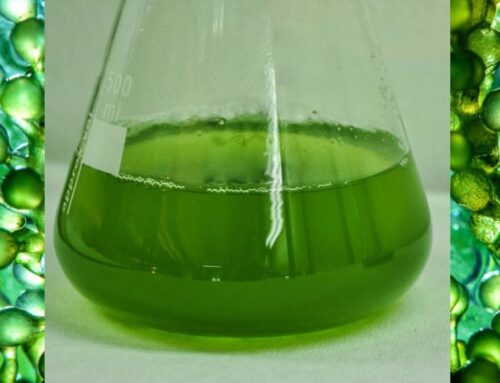 UH researchers: Hawaiʻi’s renewable energy future could be fueled by microalgae