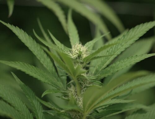 Medical cannabis facility announces grand opening in Louisville; here’s when