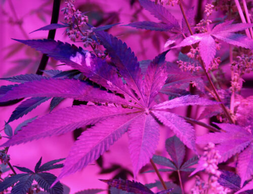 The long wait for a legal cannabis market has forced some Virginia hemp growers out, strai