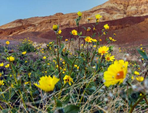 Death Valley could be weeks away from a wildflower bloom. Here’s what to know