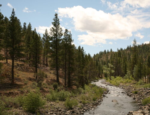 Federal judge ends oft-used exemption to environmental review for logging on federal land