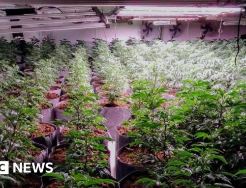 ‘Substantial’ cannabis factory discovered in raid in Market Harborough