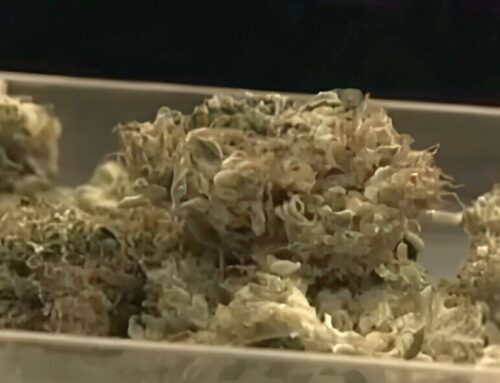 Warren council eyes fund for cannabis sale revenue