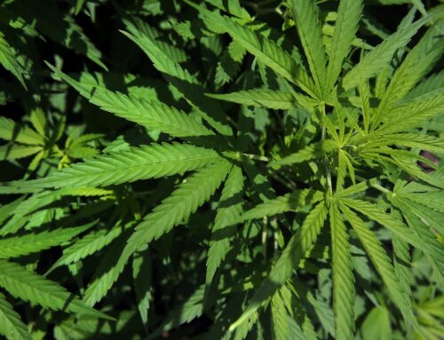 Many people on anti-Marijuana ballot petition didn’t know what they were signing, pro-pot