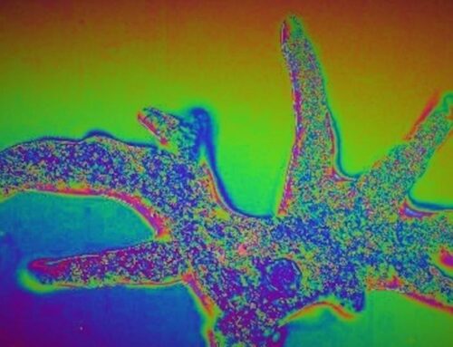 Ethereum (ETH) news: bumps blob capacity ahead of Fusaka upgrade