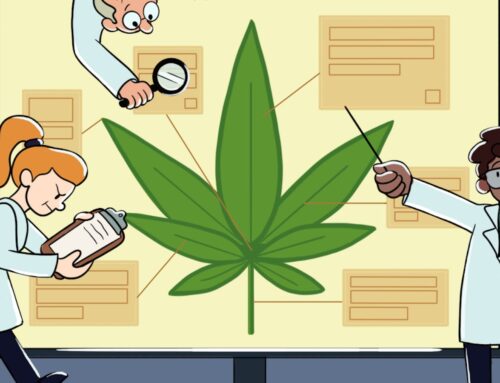 ASU initiative uses research to help increase cannabis safety