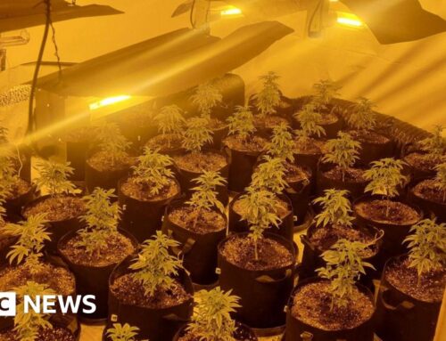 Cannabis plants seized in Coventry drug raid