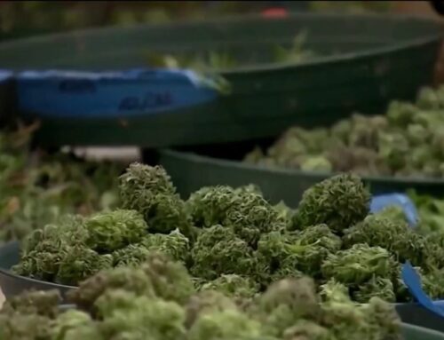 Jersey Shore town looks to legal weed sales for beach replenishment funding