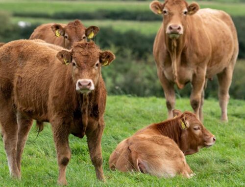 Cattle farms may be treated like chemical plants under pollution rules