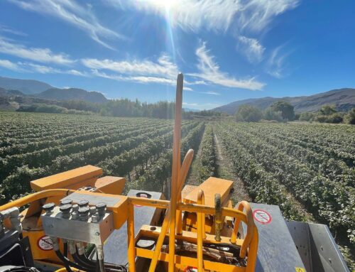 Oliver winery plans $33 million solar project to protect grapes