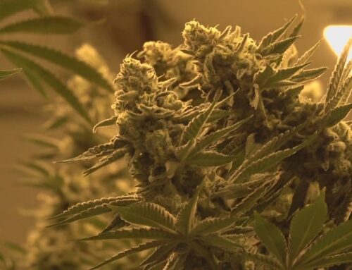 Crisp Cannabis licensees in Connecticut must pay $416K over ‘gun jumping’ violations