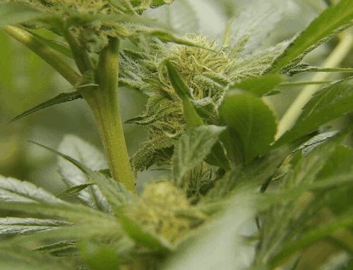 Citizen initiative looks to change Maine’s cannabis rules, laws and regulations