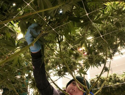 Rock Hill residents complain air smells like pot. City asks state to investigate