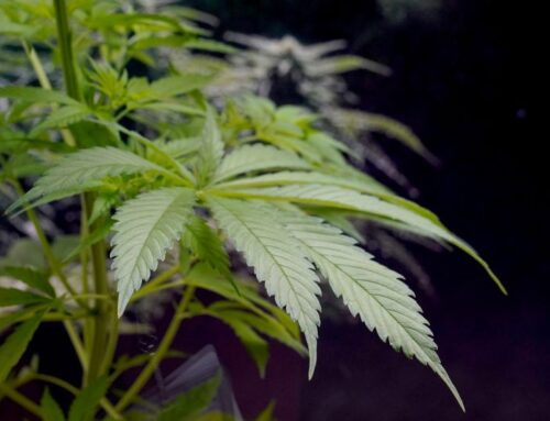 Cannabis companies want Americans to choose ‘High January’