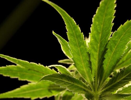 Louisville medical cannabis location prepares to open