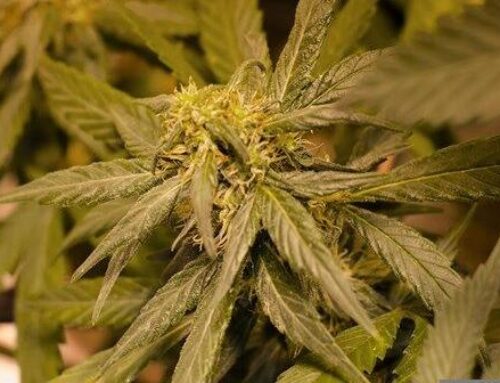 “Ohioans for Cannabis Choice” pushes back against new marijuana restrictions