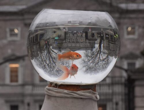 Alexa ‘killed my fish’: Tales from Amazon employee beta testers