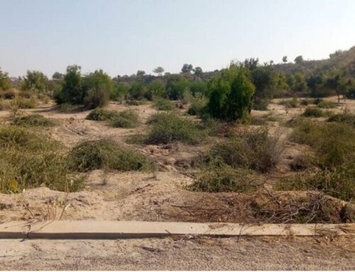ENVIRONMENT: THARPARKAR’S POISONOUS INVASION