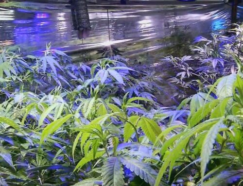 Unsafe pesticide levels found in 5 medical cannabis strains sold at MarijuanaVille