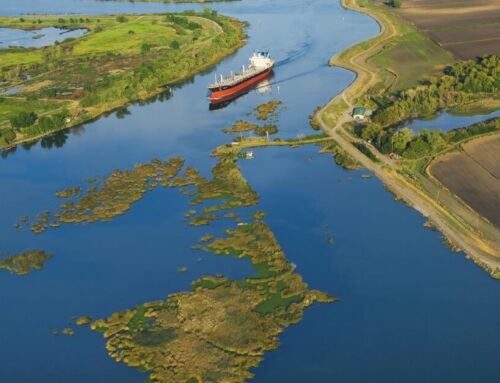 California’s Delta waters are in poor ecological health, scientists warn