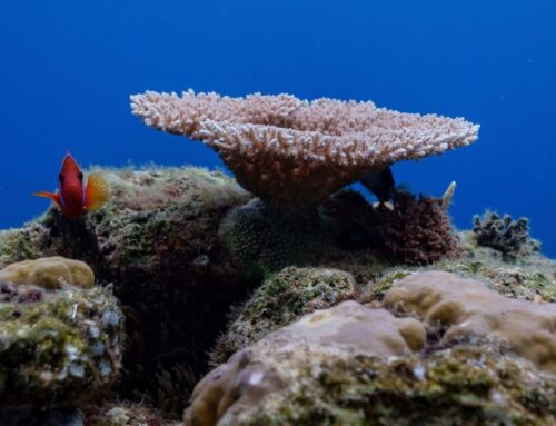 Things to know about the High Seas Treaty as it takes effect