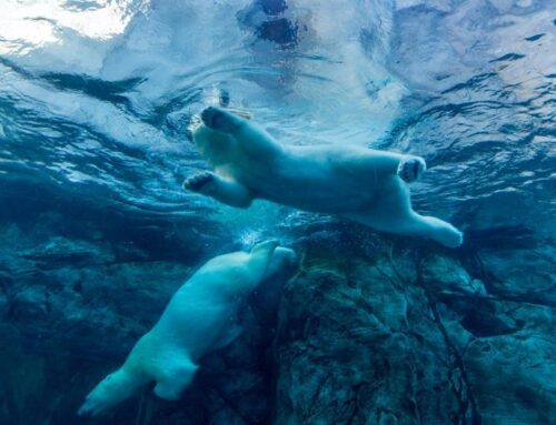 Bitcoin price news: BTC hits fresh 2026 low as day’s plunge continues