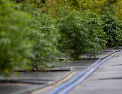 Minnesota colleges expand cannabis studies programs to build labor force in budding indust