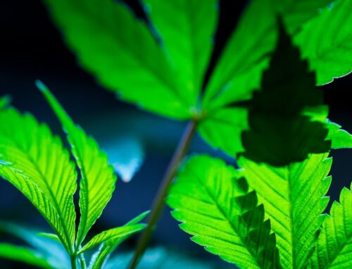 Cannabis coming to East Grand Forks: White Earth Nation eyes former Burger King site