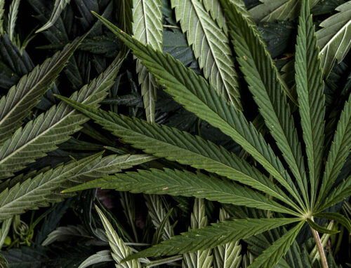 Monterey County Health Department awarded grant for cannabis education | The King City Rus