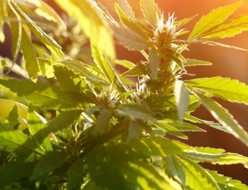 Texas Cannabis Policy Conference