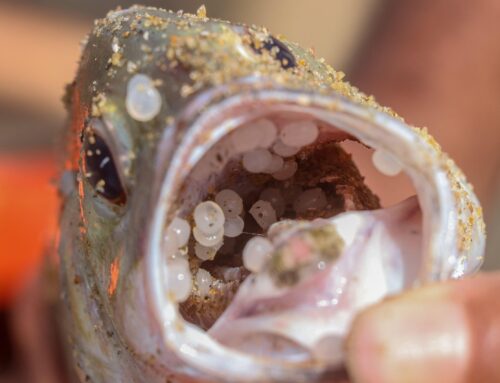 Plastic Pellet Free Waters for Texas