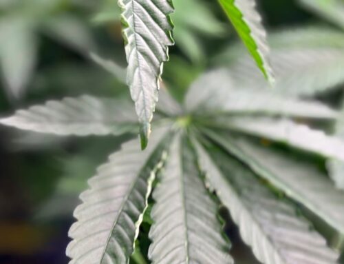 Mississippi medical cannabis industry sees continued growth in 2025