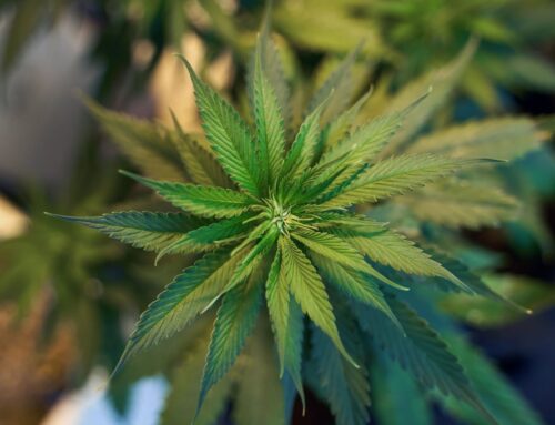 Can Massachusetts lead the way in medical cannabis research?