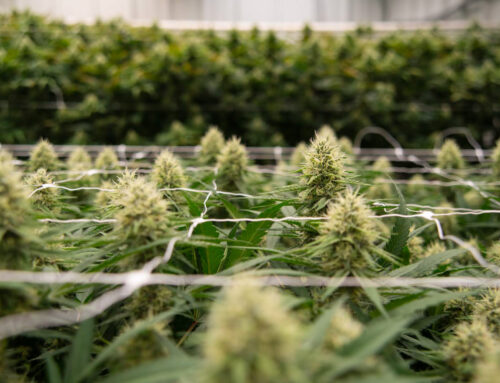 Trump called to put cannabis lower on dangerous drugs list. What does it mean for Nevada?