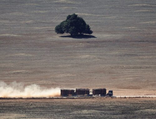 How deforestation is a risk for boards, not just for the environment