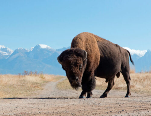 The Environmental and Cultural Benefits of Restoring the American Prairie