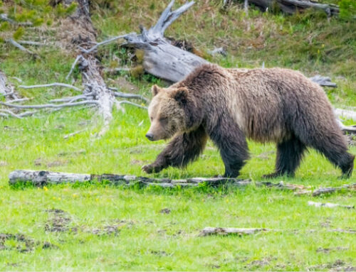 Law and the Environment, How Much Deference to Agency NEPA Decisions After Seven County? D