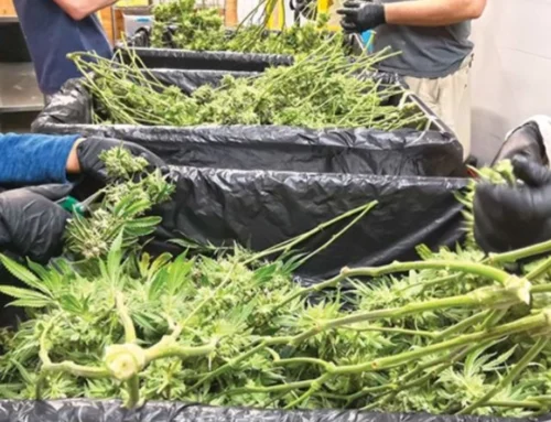 Oregon cannabis prices fall to record low but consumer demand steady