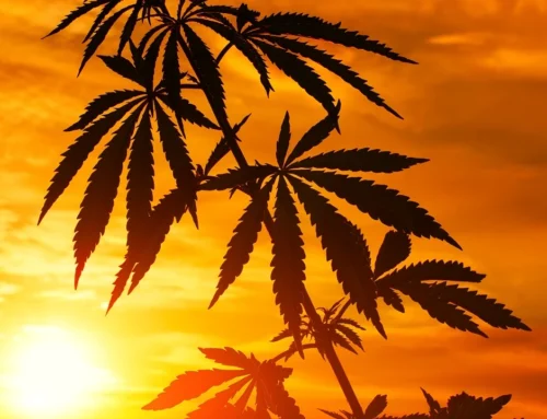 Proposed Texas hemp THC regulations threaten $5.5 billion market