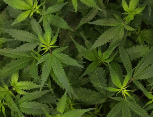 How Cannabis Makes THC, CBD, and CBC, Explained